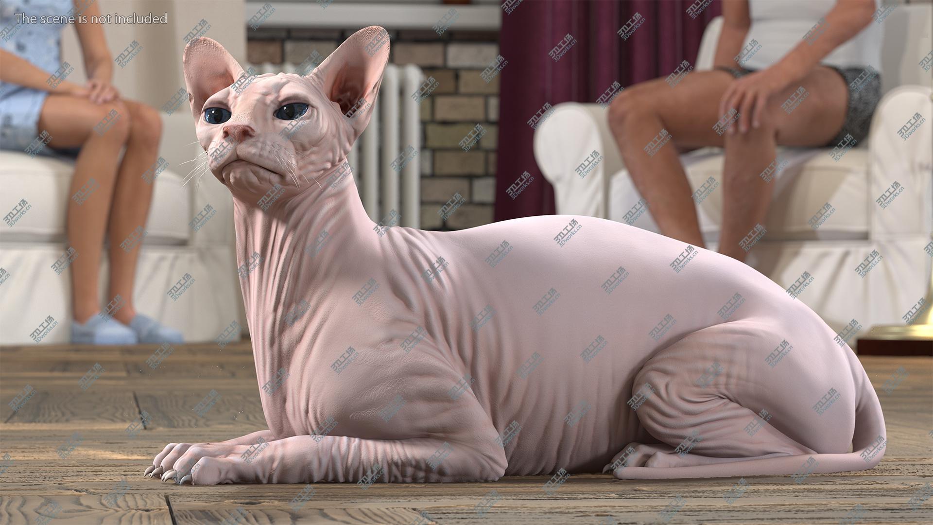 images/goods_img/20210319/Cream White Sphynx Cat Lying Pose 3D model/4.jpg